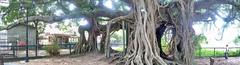 Kam Tin Tree House with banyan tree