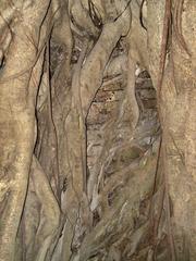 Kam Tin Tree House in Shui Mei Village, Kam Tin, Hong Kong