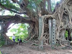 Kam Tin Tree House with banyan tree and remains of brick walls and granite doorframe