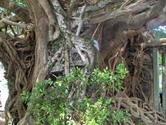 Kam Tin Tree House covered by a large banyan tree