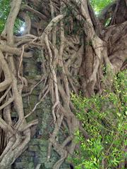 Kam Tin Tree House in Shui Mei Village, Hong Kong