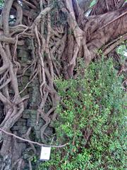 Kam Tin Tree House in Shui Mei Village, Hong Kong