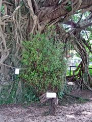 Kam Tin Tree House in Shui Mei Village