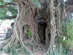 Kam Tin Tree House in Shui Mei Village, Kam Tin, Hong Kong