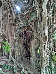 Kam Tin Tree House with banyan tree and remnants of stone house