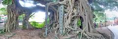 Kam Tin Tree House in Shui Mei Village, Kam Tin, Hong Kong