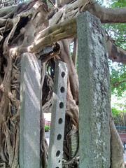 Kam Tin Tree House with a large banyan tree growing through the remnants of a stone house in Kam Tin, Hong Kong