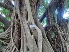 Kam Tin Tree House in Shui Mei Village, Kam Tin, Hong Kong