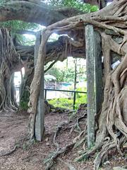 Kam Tin Tree House with banyan tree enveloping ruins of the stone house in Shui Mei Village, Kam Tin, Hong Kong