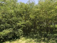 Thicket of Black Locust saplings in Kansas City, Platte County, Missouri