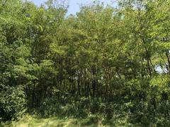 Thicket of Black Locust saplings in Kansas City