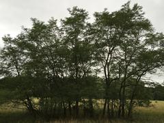 Clump of Black Locust saplings in a field in Kansas City