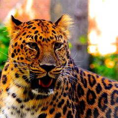 Leopard at Staten Zoo NY