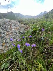 Blooming Geranium flowers in Kazakhstan mountains