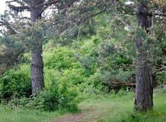 Kiefern am Schwarzwald-Schwäbische-Alb-Allgäu-Weg im Naturschutzgebiet Büchelberg