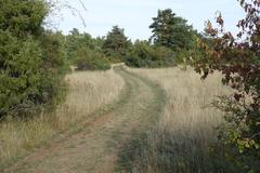 dry grass on limestone in late summer