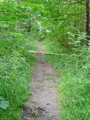 Path in Büchelberg Nature Reserve