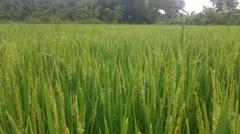 Growing rice in Jalchatro, Madhupur, Bangladesh