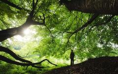 lush forest with dense tree coverage