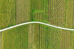 road through vineyards