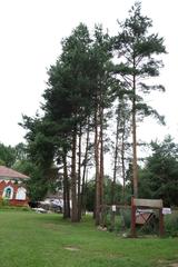 Row of pine trees