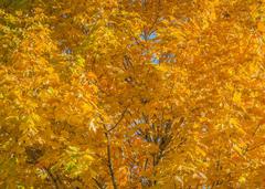 Autumn at the Old Port of Montreal