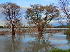 Espejo de los Lirios Lake with migratory birds and ducks in Cuautitlan Izcalli, Mexico