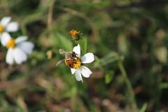 bee feeding on flower