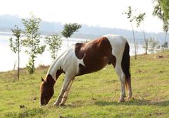 Horse in Lake Guadalupe, Mexico