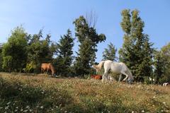 horses feeding around Lake Guadalupe