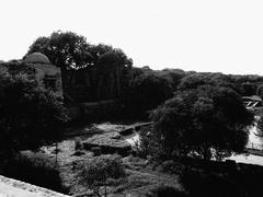 Fauna around the Hauz Khas Fort