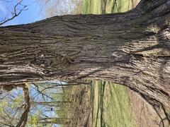 Bur Oak tree bark up close