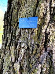 bur oak tree in Central Experimental Farm