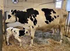 Newborn calf walking at Central Experimental Farm