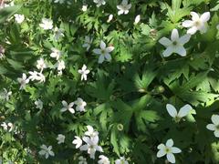 Canada Anemone flower