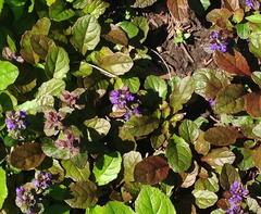 Ajuga plant with blue flowers in bloom