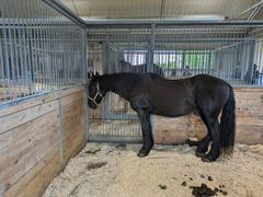 Canadian horse at Central Experimental Farm in Ottawa, June 2023