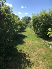 children playing hide and seek among hedges