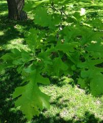 Close-up of oak tree leaves