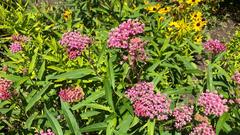 Joe Pye Weed at Central Experimental Farm