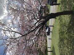 Cherry tree in bloom