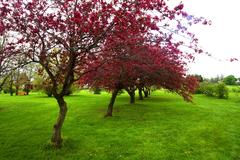 Crabapple blossoms in full bloom