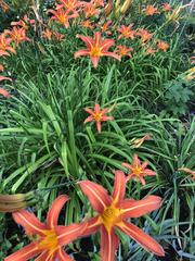 Day lilies in bloom at Central Experimental Farm