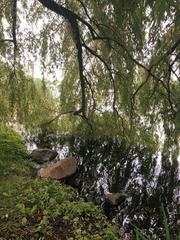 Dow’s Lake near the Experimental Farm