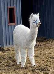 Baby Alpaca on the Farm