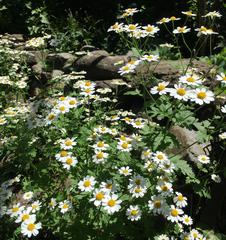 Backyard Garden at Fletcher Wildlife Garden