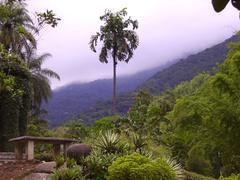 Jungle view from Jardim Botanico in Rio de Janeiro, Brazil