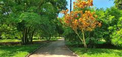 Arboretum in Jardim Botânico, Rio de Janeiro featuring rare species flora