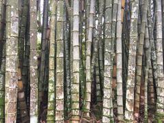 Bamboo in Rio de Janeiro Botanical Garden