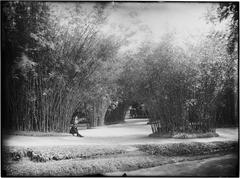 Bamboo in Jardim Botânico